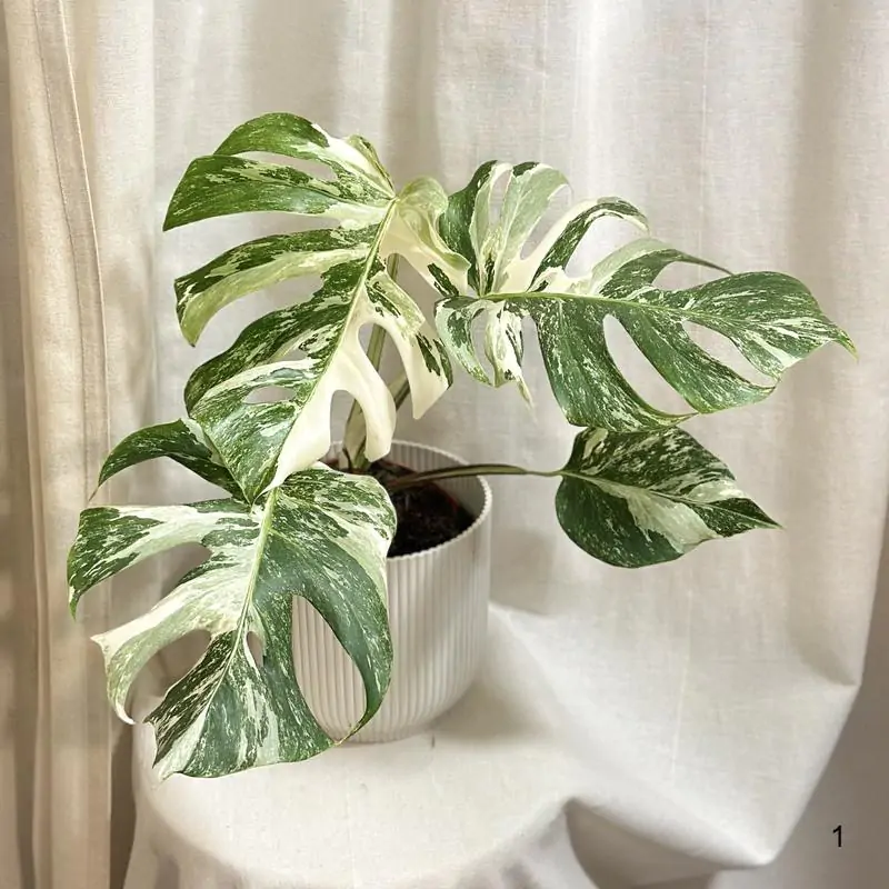 Monstera deliciosa ‘Albo-Variegata’ veľká silno vyfarbená 1