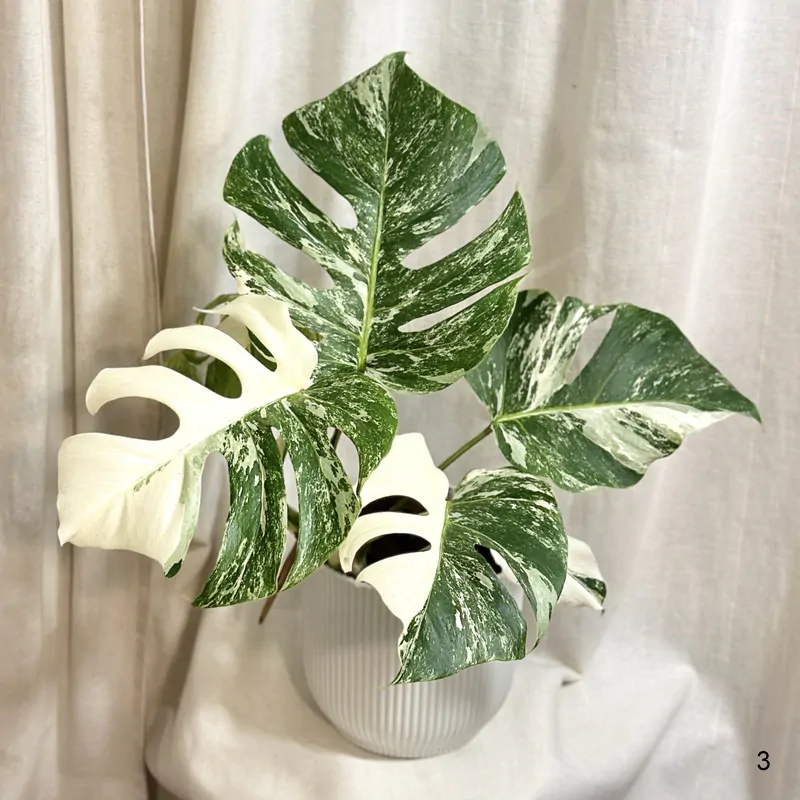 Monstera deliciosa ‘Albo-Variegata’ veľká silno vyfarbená 3