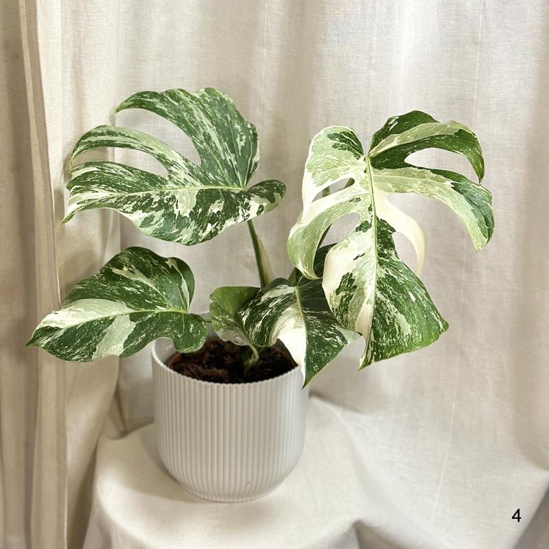 Monstera deliciosa ‘Albo-Variegata’ veľká silno vyfarbená 4