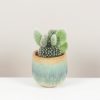 opuntia microdasys albispina kaktus nenarocna izbova rastlina plantizia