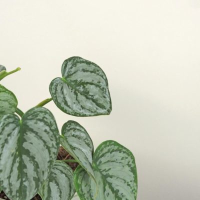 philodendron brandtianum bandi raritna tahava izbova rastlina plantizia