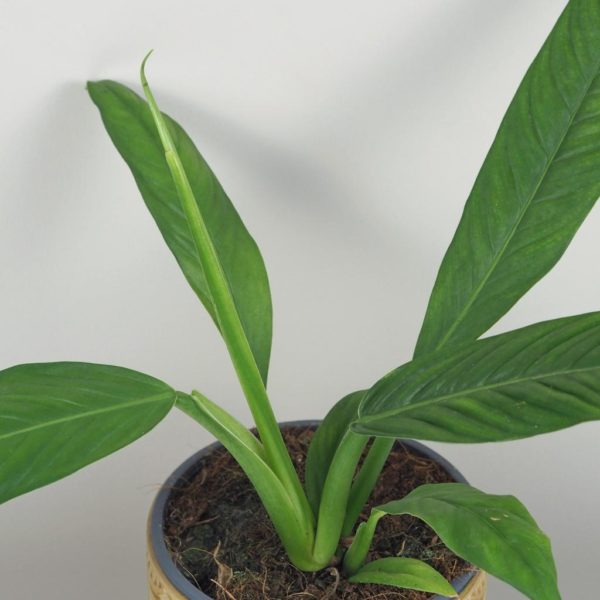 philodendron campii filodendron netradicne izbove rastliny plantizia