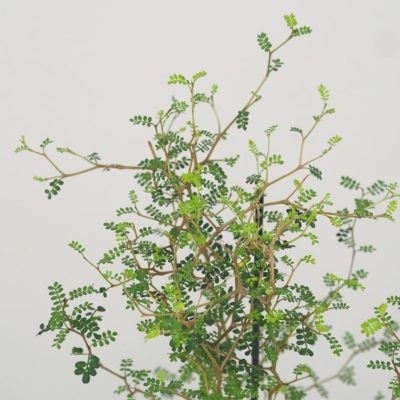 sophora prostrata little baby izbova rastlina plantizia
