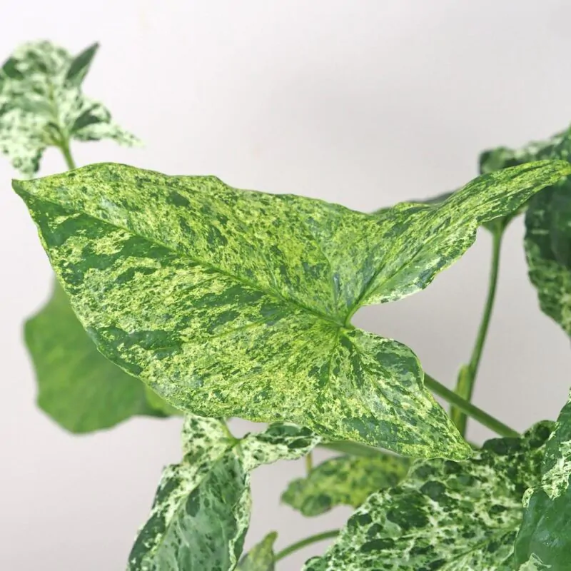 syngonium podophyllum mottled mojito