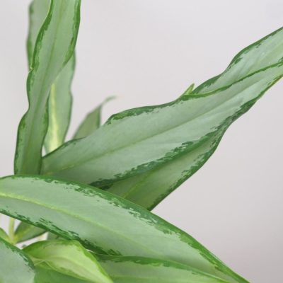 aglaonema white lance zelena nenarocna izbova rastlina