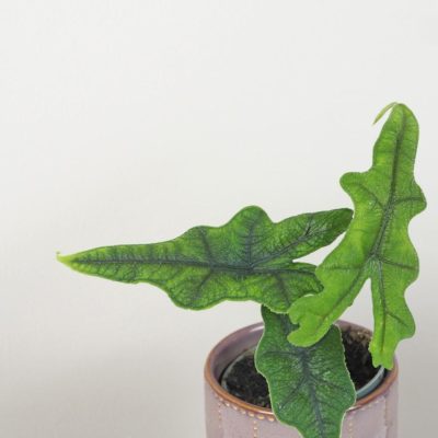 alocasia jacklyn zaujimava vzacna izbova rastlina alokazia