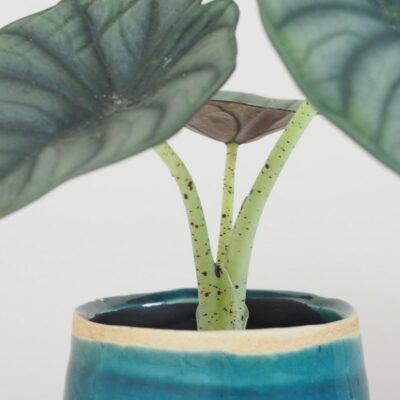 Alocasia nebula alocasia nebula silver netradicna izbova rastlina