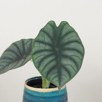 Alocasia nebula alocasia nebula silver netradicna izbova rastlina