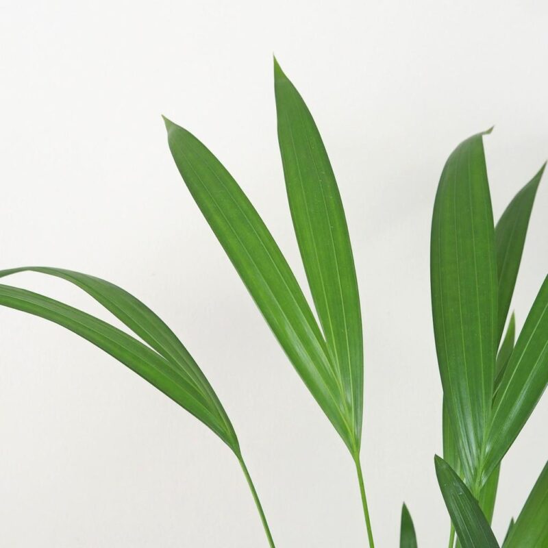 Dypsis lutescens Areca, Areka zlatoplodá, Palma zlatá, Areková palma, Žltá palma, Motýlia palma, Bambusová palma