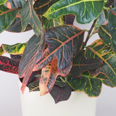 krotonovec codiaeum variegatum kroton farebna izbova rastlina