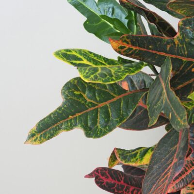 krotonovec codiaeum variegatum kroton farebna izbova rastlina