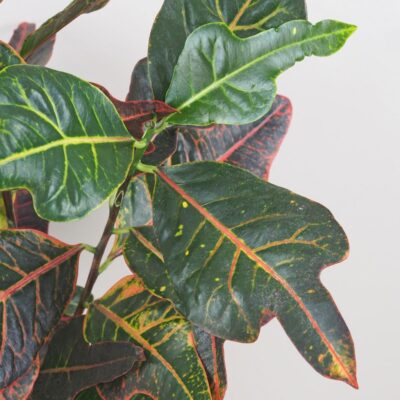 krotonovec codiaeum variegatum kroton farebna izbova rastlina