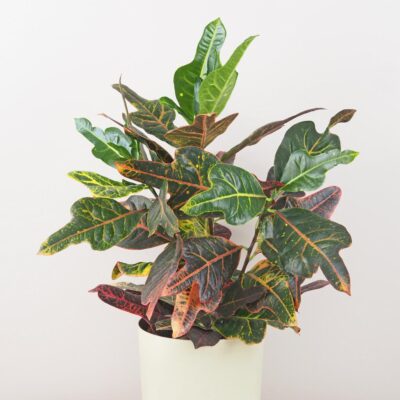 krotonovec codiaeum variegatum kroton farebna izbova rastlina
