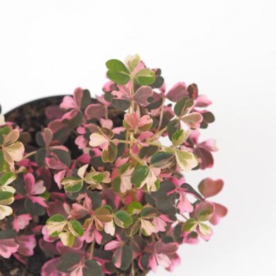oxalis vulcanicola pink ruzova izbova rastlina