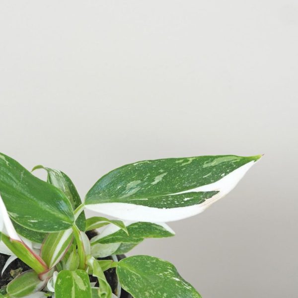 philodendron white princess panasovana raritna izbova rastlina plantizia