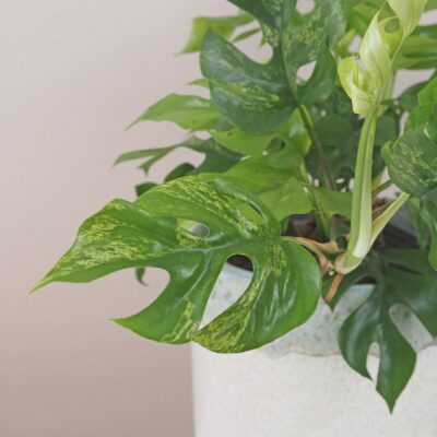 Rhaphidophora tetrasperma variegata (Monstera Minima) veľká rhaphidophora tetrasperma variegata monstera minima variegated panasovana tahava izbova rastlina