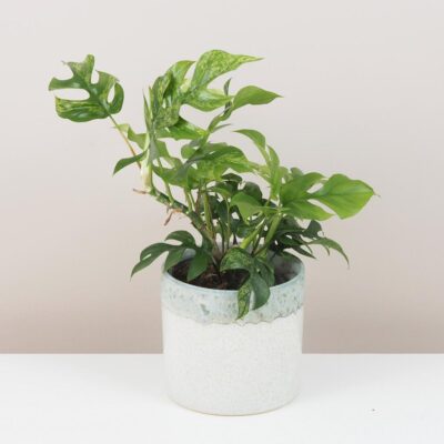 Rhaphidophora tetrasperma variegata (Monstera Minima) veľká rhaphidophora tetrasperma variegata monstera minima variegated panasovana tahava izbova rastlina