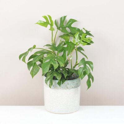 Rhaphidophora tetrasperma variegata (Monstera Minima) veľká rhaphidophora tetrasperma variegata monstera minima variegated panasovana tahava izbova rastlina