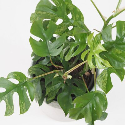 Rhaphidophora tetrasperma variegata (Monstera Minima) veľká rhaphidophora tetrasperma variegata monstera minima variegated panasovana tahava izbova rastlina