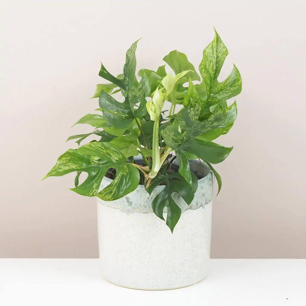 Rhaphidophora tetrasperma variegata (Monstera Minima) veľká