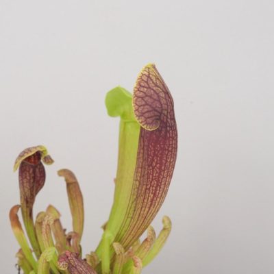 sarracenia purpurea masozrava rastlina mucholapka masozravka plantizia