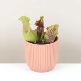 Mäsožravá rastlina Sarracenia purpurea venosa