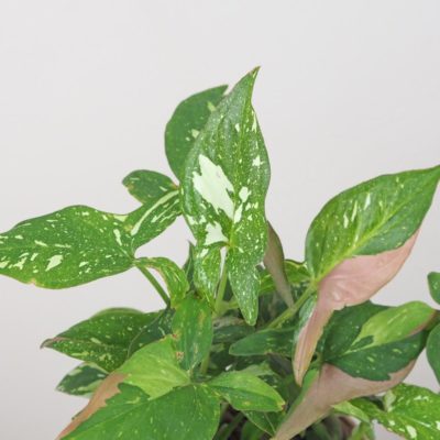 syngonium red spot tricolor panasovana izbova rastlina