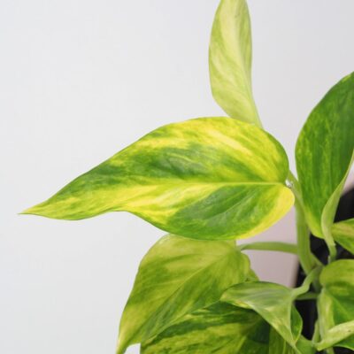pothos, potosovec zlatý, epipremnum aureum hicolor, divý jano, divný janko, golden ivy, šplhavník, šplhavnice, ťahavá rastlina, rastlina do tieňa, izbová rastlina, izbový kvet