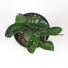 hoya carnosa krinkle 8 voskovka tahava zelena izbova rastlina plantizia