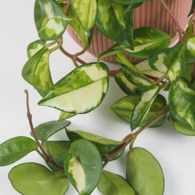 hoya kerrii velka plantizia 3 Plantizia.sk