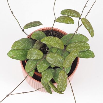 hoya sigillatis voskovka tahava izbova rastlina
