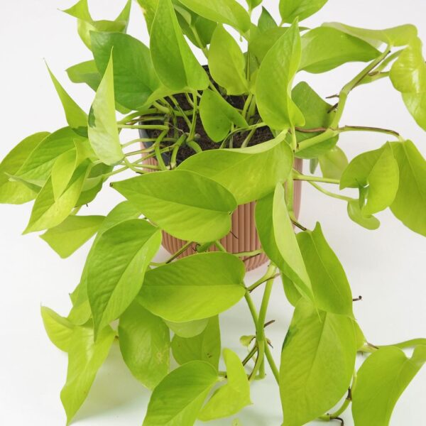 Pothos Epipremnum aureum ‘Neon’ potosovec tahava izbova rastlina