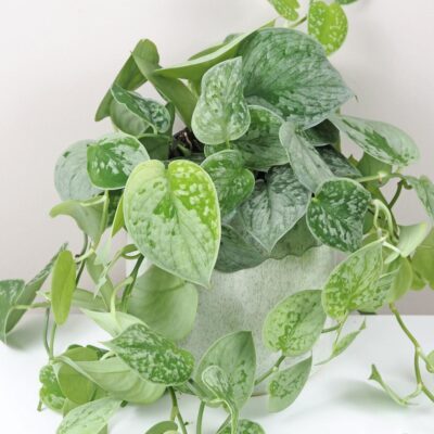 Scindapsus pictus ‘Silvery Ann’ veľký Scindapsus pictus Silvery Ann
