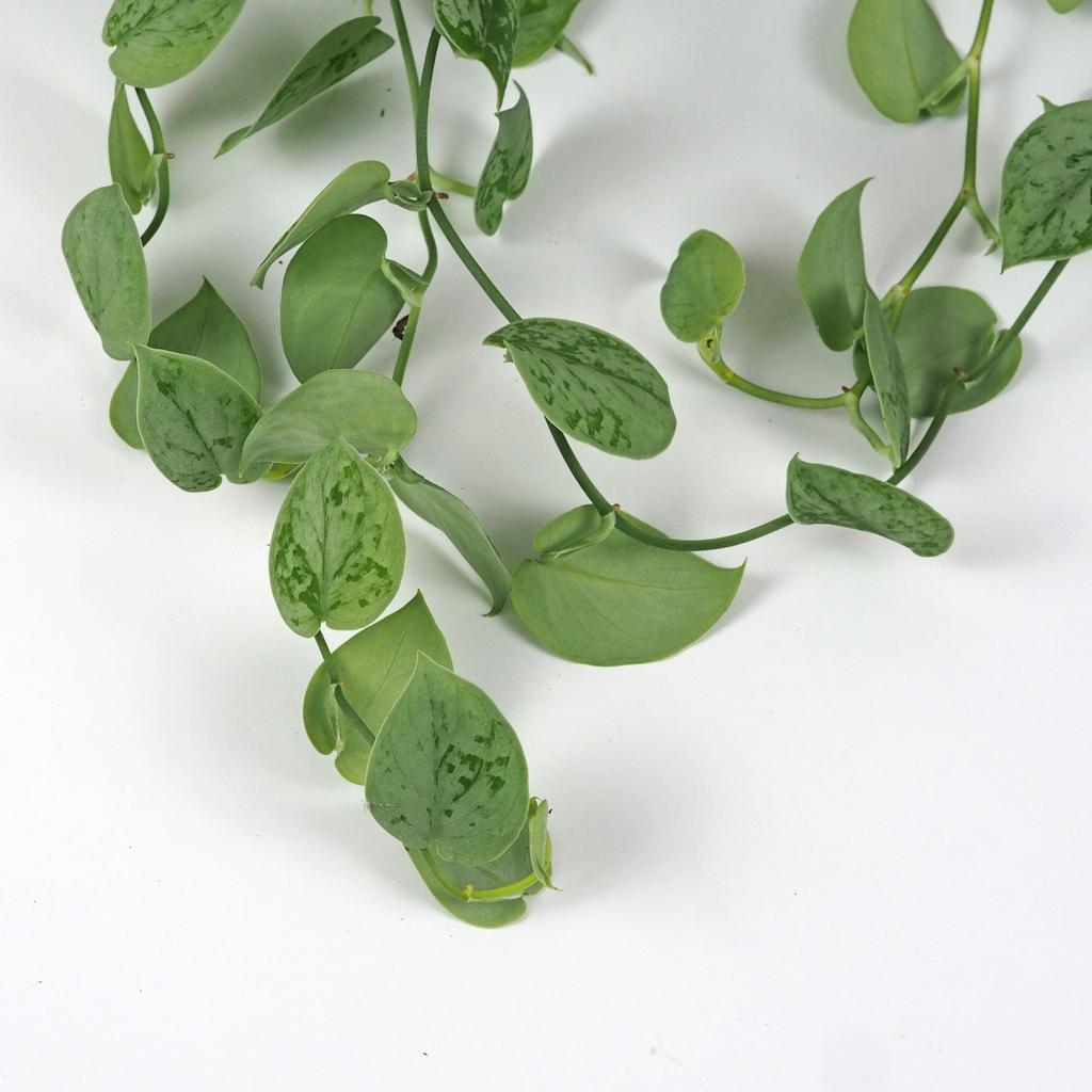 Scindapsus pictus ‘Silvery Ann’ veľký Scindapsus pictus Silvery Ann
