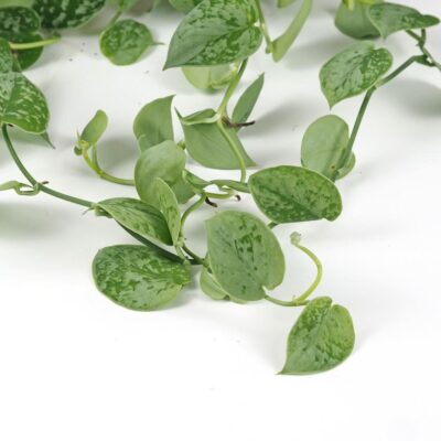 Scindapsus pictus ‘Silvery Ann’ veľký Scindapsus pictus Silvery Ann