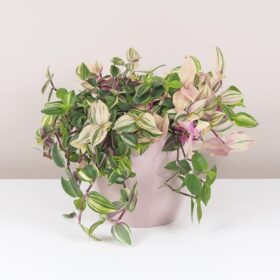 Tradescantia ‘Quadricolor’