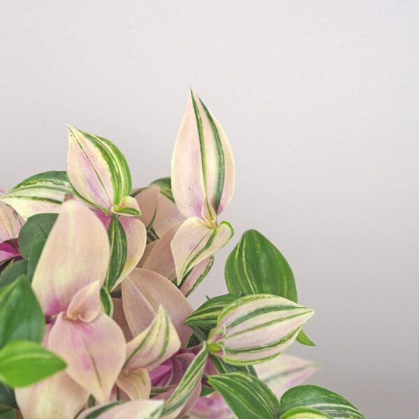 tradescantia quadricolor ruzova tahava izbova rastlina nenarocna platizia