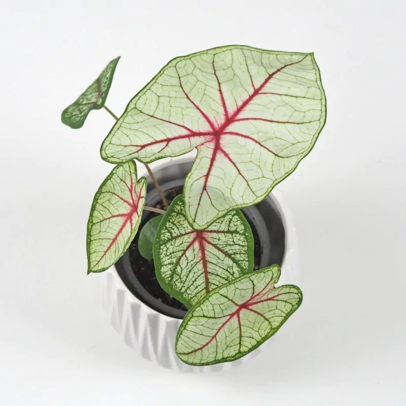 caladium white queen