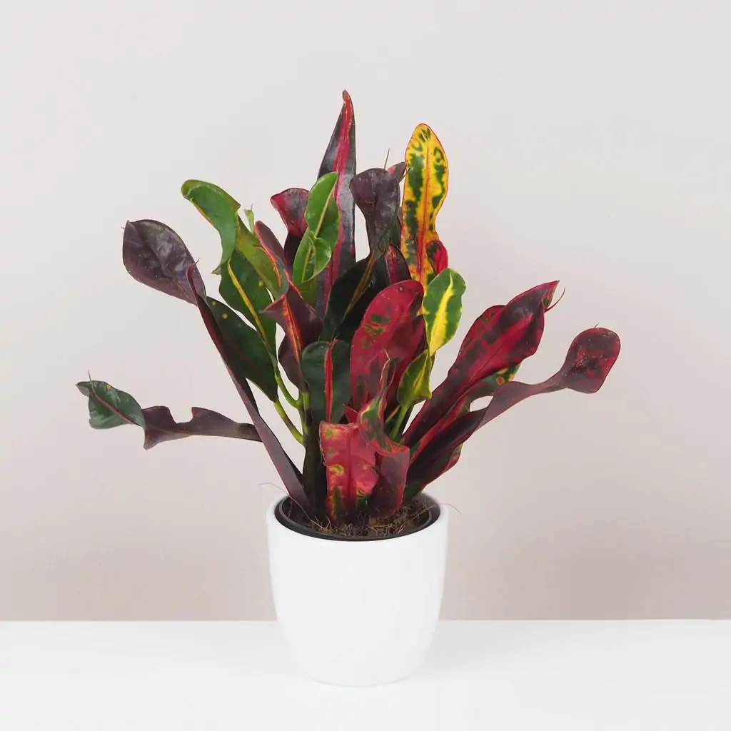 Krotónovec / Codiaeum variegatum ‘Mammi’ stredný