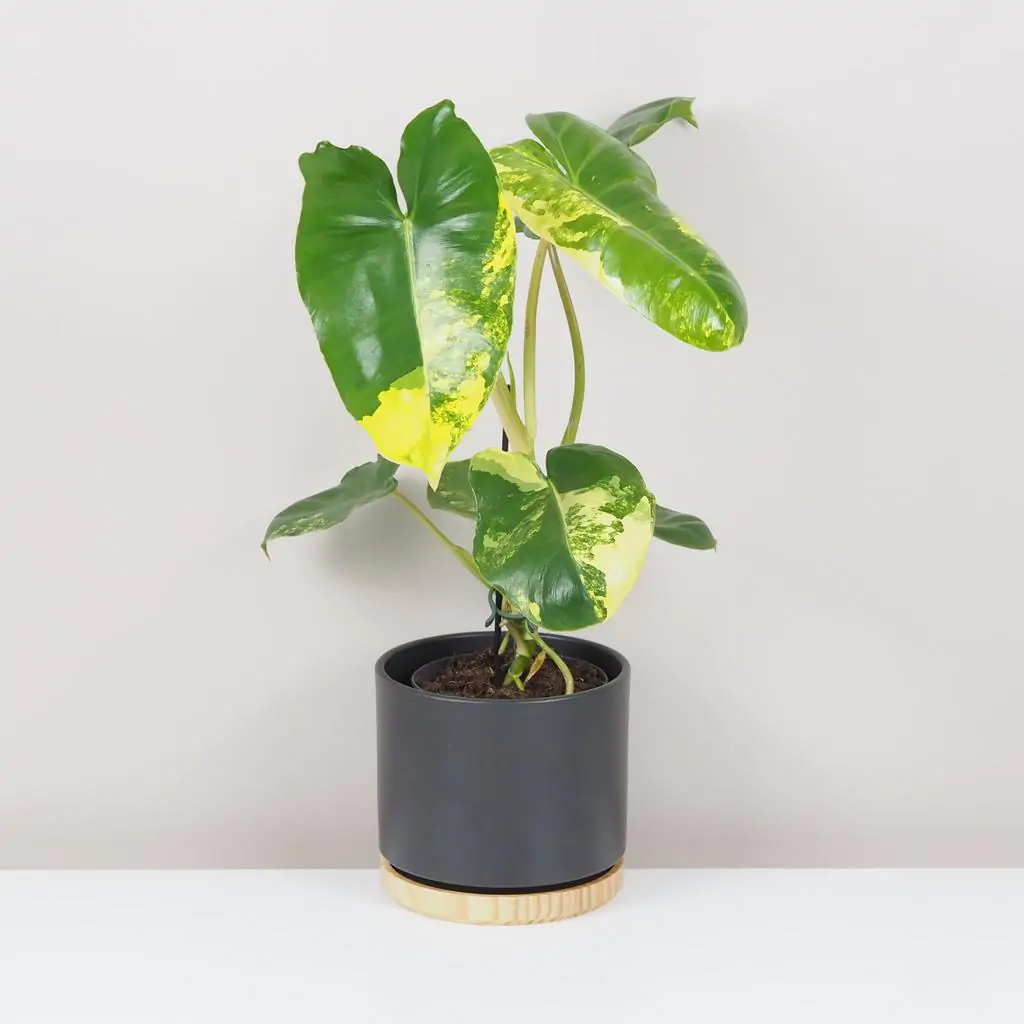 Philodendron ‘Burle Marx’ variegata veľký