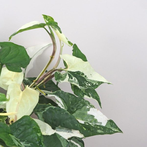 syngonium podophyllum albo variegata