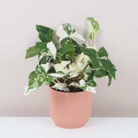 Syngonium podophyllum ‘Albo Variegata’ veľké