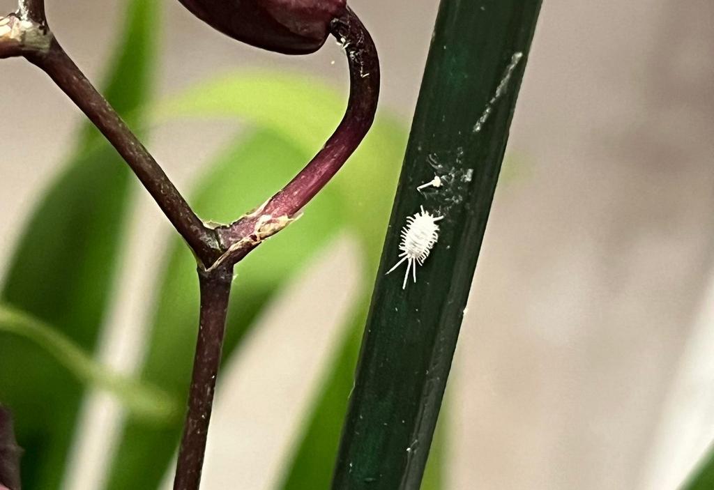 vlnatka skodce izbovych rastlin choroby rastlin