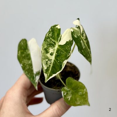 alocasia frydek variegata panasovana