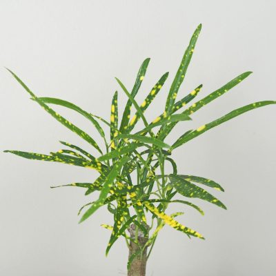 ktoronovec codiaeum variegatum pictum