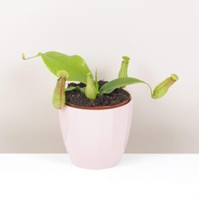 Mäsožravá rastlina Nepenthes