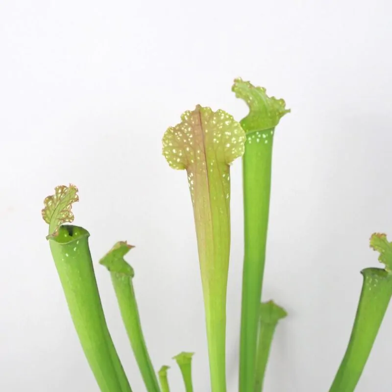 Mäsožravá rastlina Sarracenia | Mäsožravky - Plantizia.sk