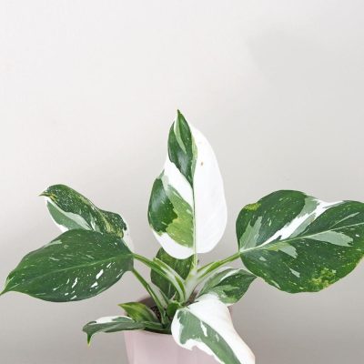 philodendron white wizard panasovany