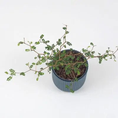 sophora prostrata little baby izbova rastlina plantizia