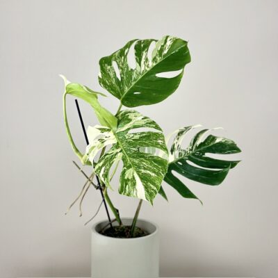 Izbové rastliny, riasogule a príslušenstvo monstera deliciosa albo variegata panasovana